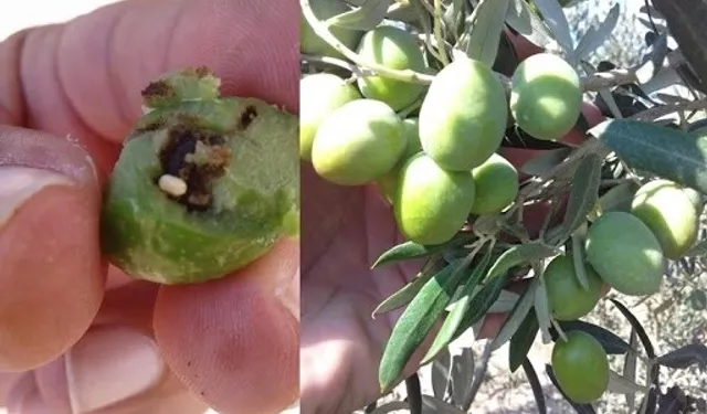 Bursa Mudanya'da zeytin üreticilerine takoz uyarısı