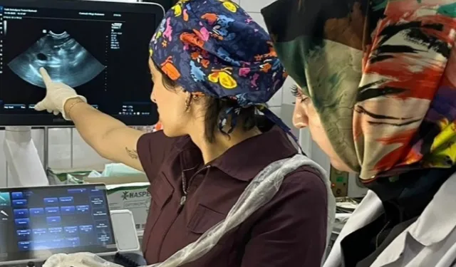 Fatih Belediyesi'nden sokak hayvanlarına modern tanı hizmeti