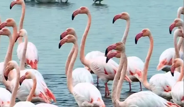 İzmit Körfezi'nde pembe dans