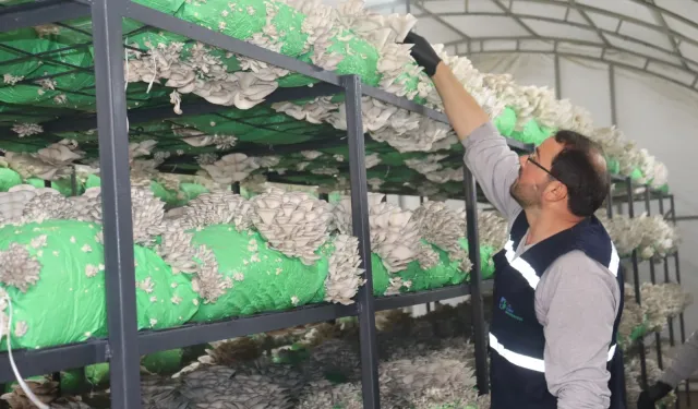 İzmit'ten 2,5 tonluk istiridye mantarı hasadı