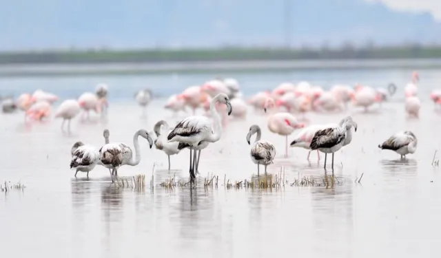 Keşan Kent Konseyi'nden Gala Gölü çağrısı: Doğanın kalbine türbin dikilmesin!