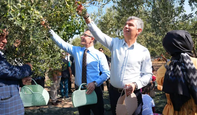 Manisa Soma'da zeytin hasadı şenliği