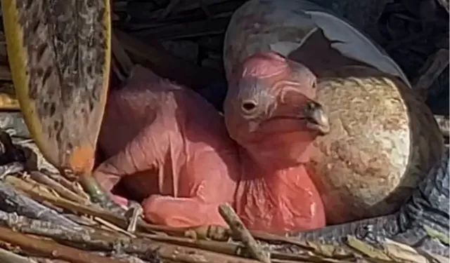 Manyas Kuş Cenneti'nde yeni hayat! Tepeli Pelikan yavruları yumurtadan çıktı