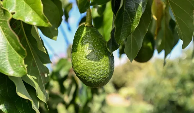 Mersin'de 22 binden fazla avokado fidanı üreticiyle buluştu