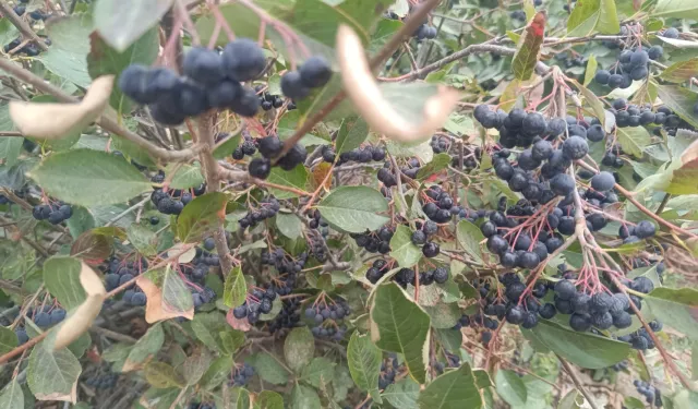 Şifa kaynağı aronya Edirne Enez'de üretiliyor