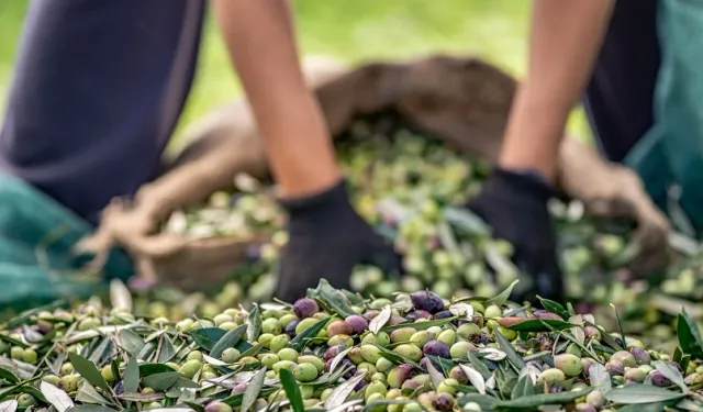 Sofralık zeytin ihracatında 255 milyon dolarlık tarihi rekor
