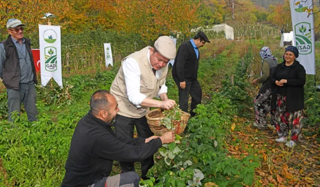 Bursa Osmangazi'de üzümsüz meyvelerde organik seferberlik... İlk hasat Başkan Aydın'dan