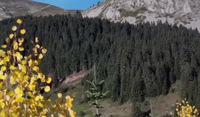 Ilgaz Dağı sonbaharda renk cümbüşü