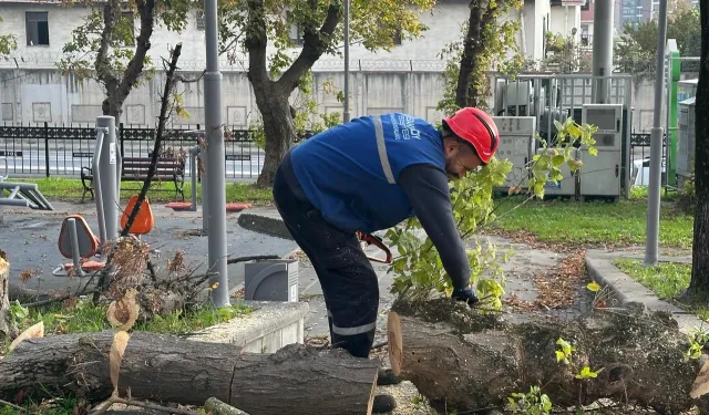 İstanbul Bakırköy'de teke böceğine karşı etkin mücadele