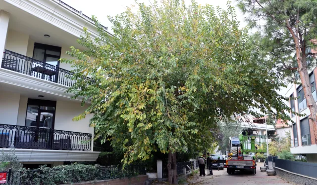 İstanbul Maltepe'de budama çalışmaları başladı