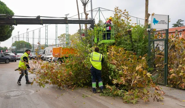 İstanbul Maltepe'de budama zamanı