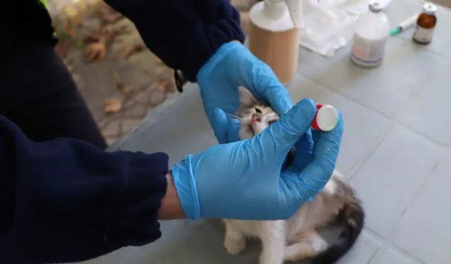 İstanbul'da hayvanlara yerinde tedavi