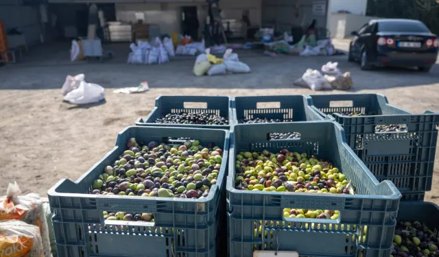 İzmir Bornova'da zeytin dalından sofraya ücretsiz ulaşım