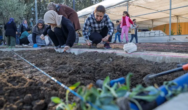 İzmir bostanlarında kış dikimi başladı