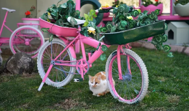 Kayseri Büyükşehir'den sokak kedilerine sıcacık yuva