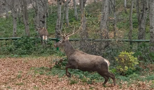 Kocaeli'de 8 kızıl geyik daha Kuzuyayla'ya salındı