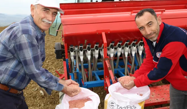 Kocaeli'nin hibeli tohumları toprakla buluştu