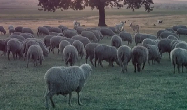 Küçükbaş ve sürü sağlığı ödemeleri artıyor!