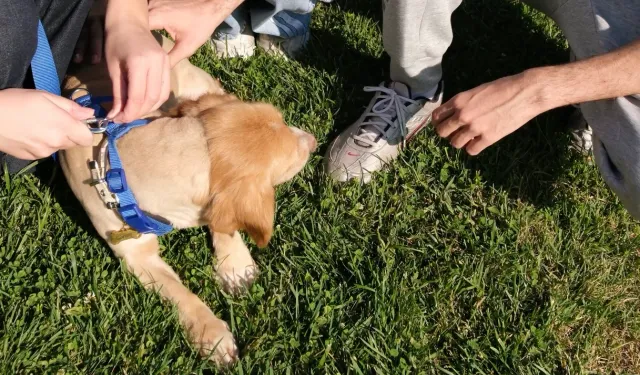 'Pati İzi' sokak hayvanlarına umut oluyor