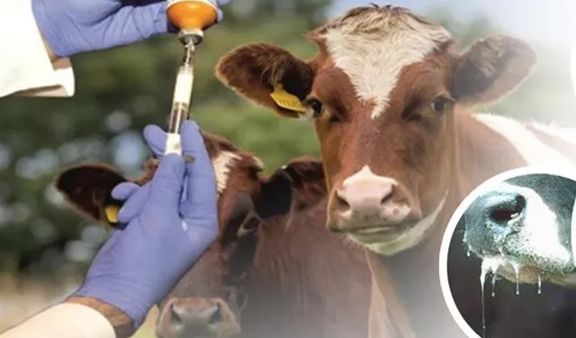 Şap hastalığı kontrol altında!