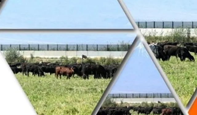 TİGEM'den 'Kırsalda Bereket Hayvancılığa Destek Projesi' için yeni duyuru