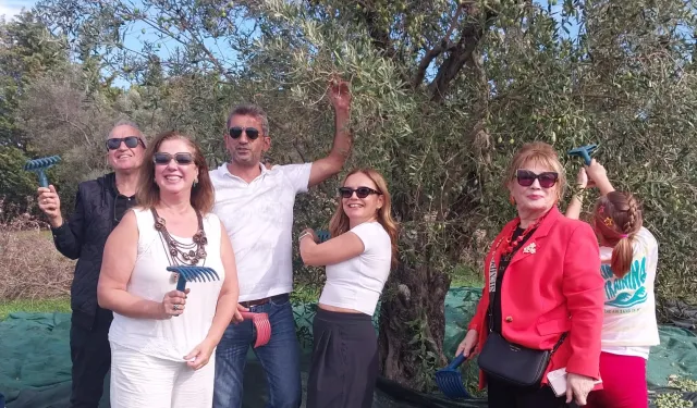 Urla'da zeytin hasadı etkinliği
