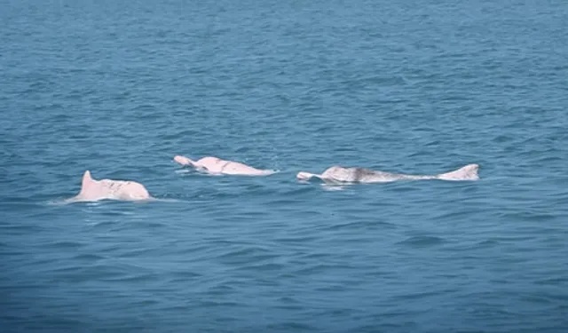 Yapay zeka Çin beyaz yunuslarını korumada umut veriyor