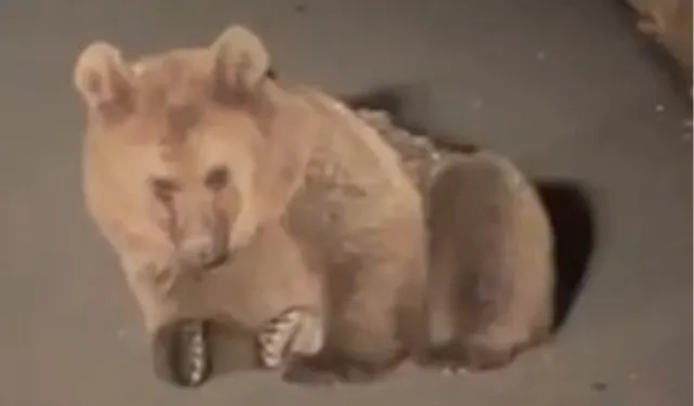 Yaralı bozayı Kars'ta tedavi altında