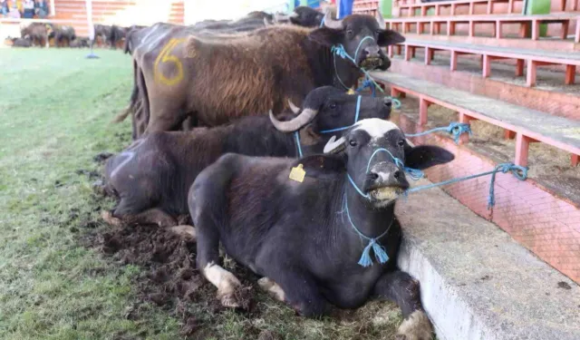 Yok oluyordu, şimdi hayat buluyor!