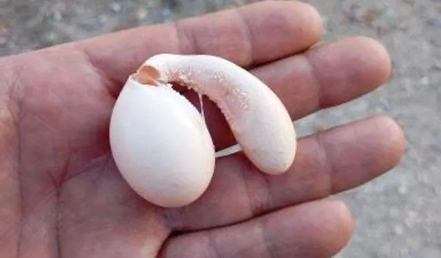 Adıyaman'da tavuğun yumurtası şaşırttı!