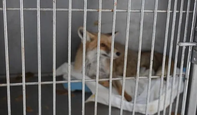 Adıyaman'da yaralı tilki doğaya kavuştu