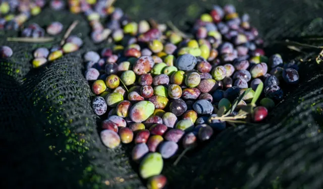 İzmir Bornova'da 1500 zeytin ağacında hasada başlandı