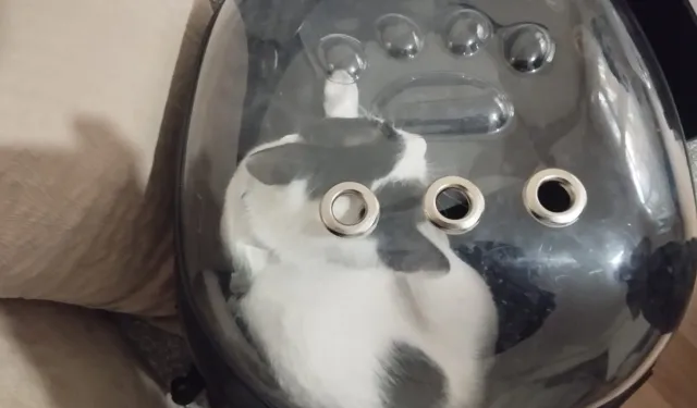 Kayseri Büyükşehir 'Tofu'yu kurtardı