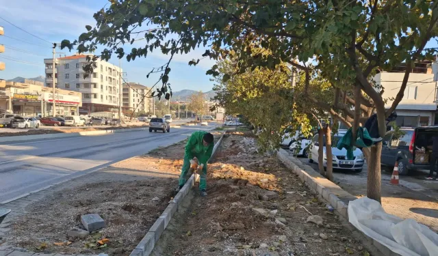 Muğla Milas'ın dört bir yanı yeşile bürünüyor