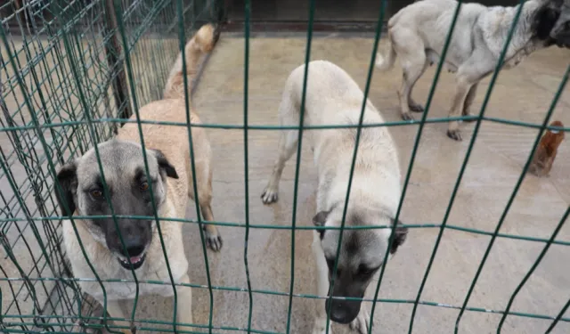 Sivas Belediyesi'nden sokak hayvanlarına modern barınak