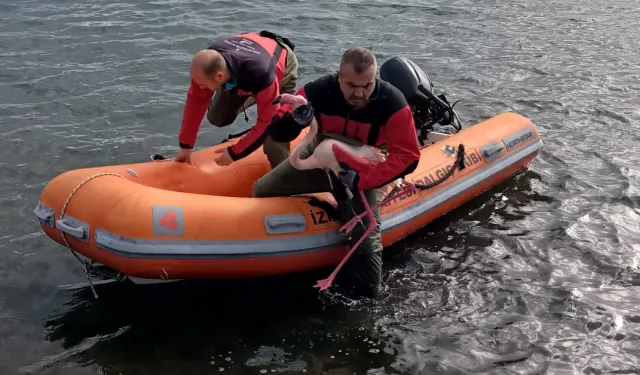 İtfaiye ayağına misina dolanan flamingoyu kurtardı