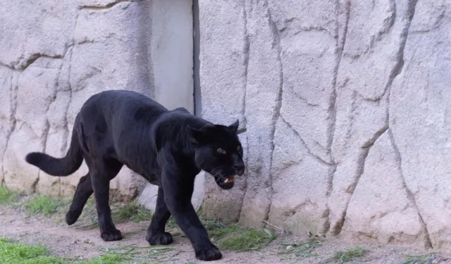 İzmir'de Doğal Yaşam Parkı'nın jaguarı Juliet yaşamını yitirdi!