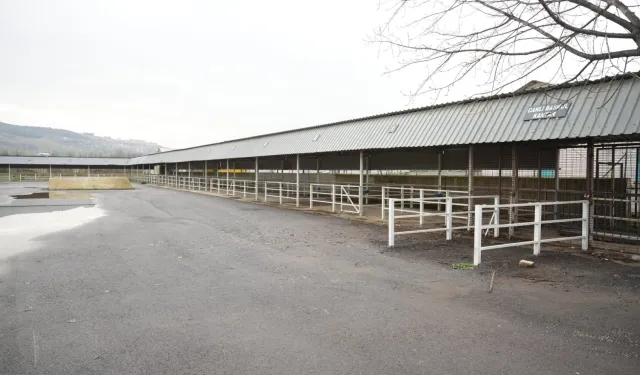 Bursa Yenişehir'de canlı hayvan pazarı yeniden açıldı