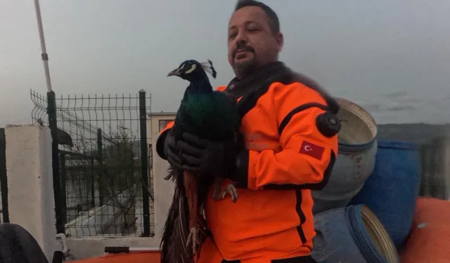 İzmir İtfaiyesi sessiz canlar için zamanla yarıştı