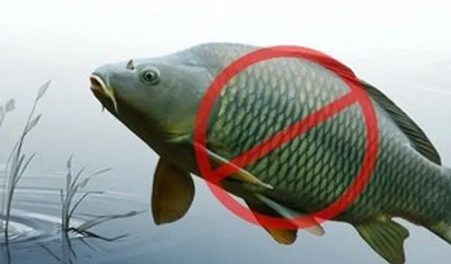 Adana'da sazangillerin avcılığına 31 Mayıs'a yasak!