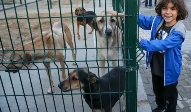 Sokak hayvanları için örnek işbirliği