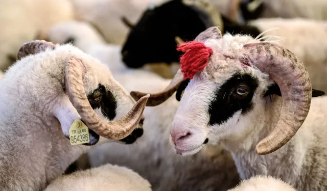 Edirne'de kurbanlık fiyat tarifesi belirlendi