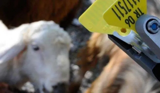 Hayvan sahiplerine aşı ve küpe ücretlerinde önemli ayar