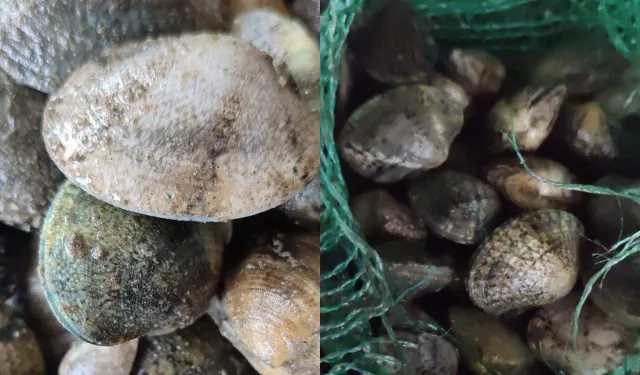 Kapıkule'de 840 kilo canlı akivades ele geçirildi! 1 milyon TL ceza kesildi