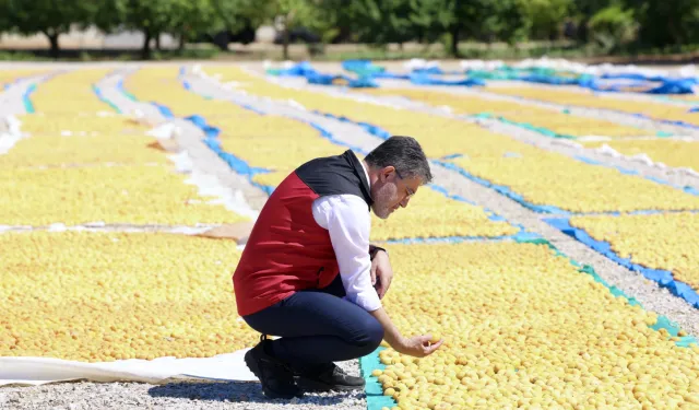 Bakan Yumaklı: Malatya Kayısısında Verimli Hasat Dönemi