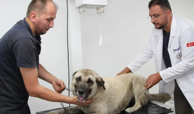 Giresun'da vahşice ezilen can dost hayata döndürüldü