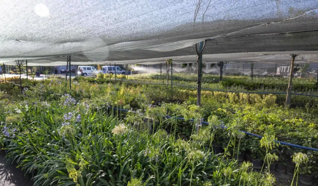 İzmir'in ilk lavanta parkı geliyor
