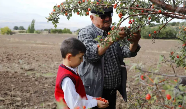 70 Yaşındaki Dede, 7 Yaşındaki Torunuyla Alıç Topluyor
