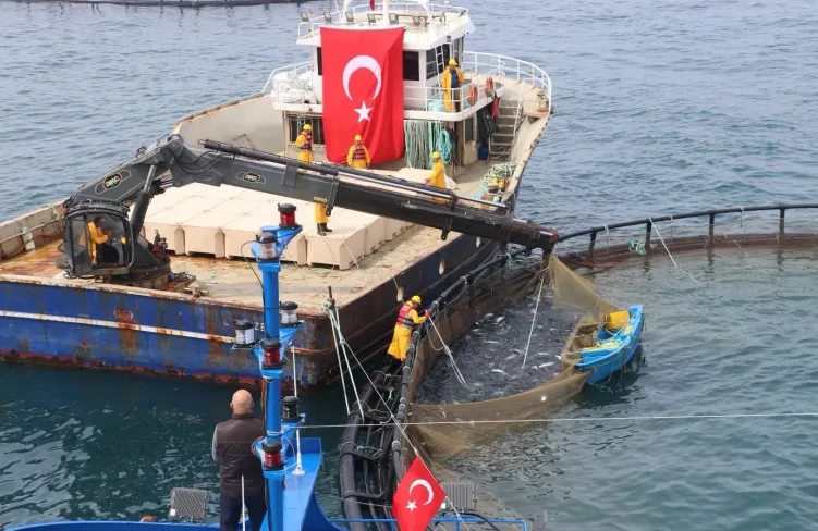Türk somonu ihracatta rekor yolunda... Üretim 75 bin tona ulaştı