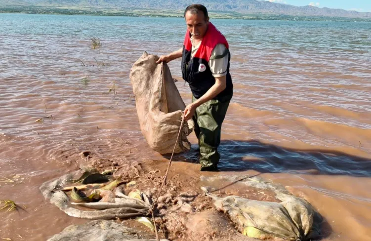 Keban Baraj Gölü'nde 700 kilo canlı sazan kurtarıldı!